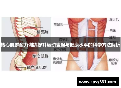 核心肌群耐力训练提升运动表现与健康水平的科学方法解析